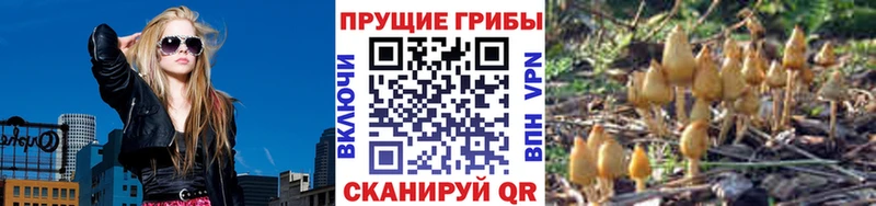 Купить  Вятские Поляны  Галлюциногенные грибы мицелий 