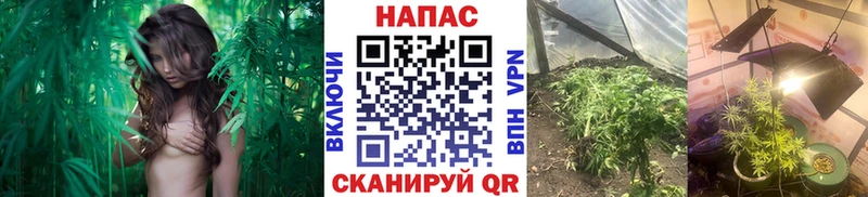 Купить где Вятские Поляны Шишки марихуана VHQ